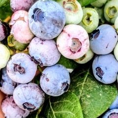 Close-up of blueberries with green leaves