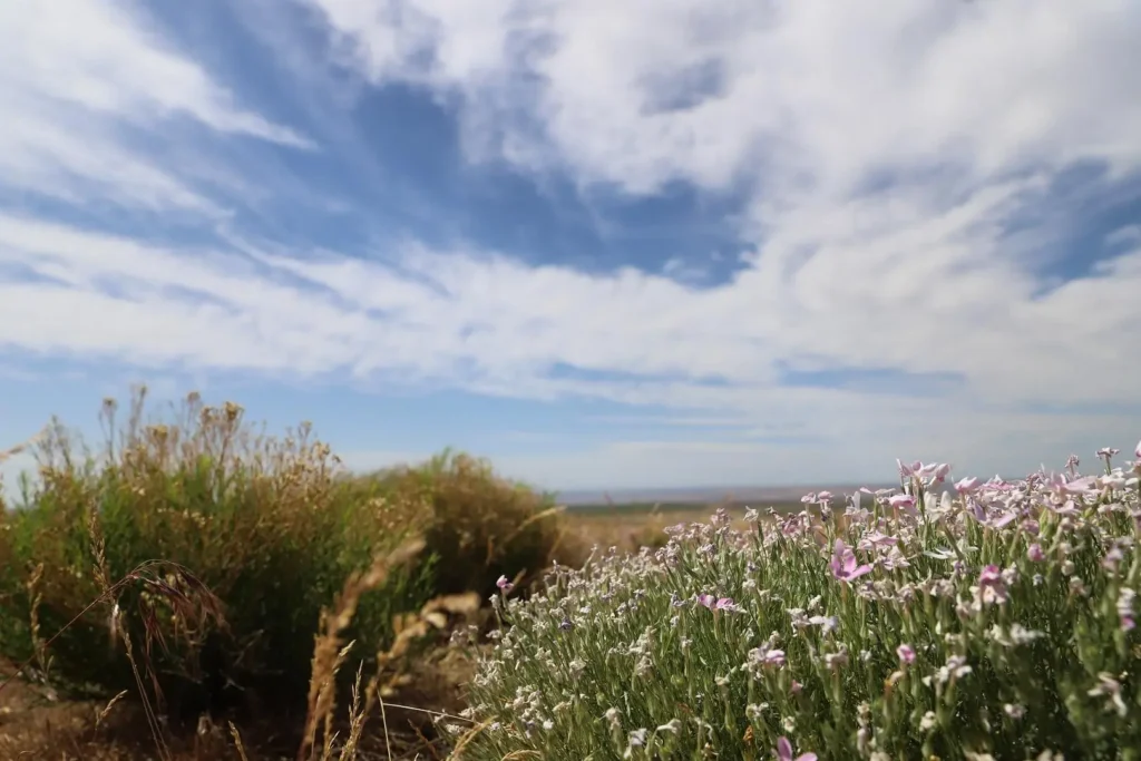 Flowering field under dramatic cloud-filled sky
