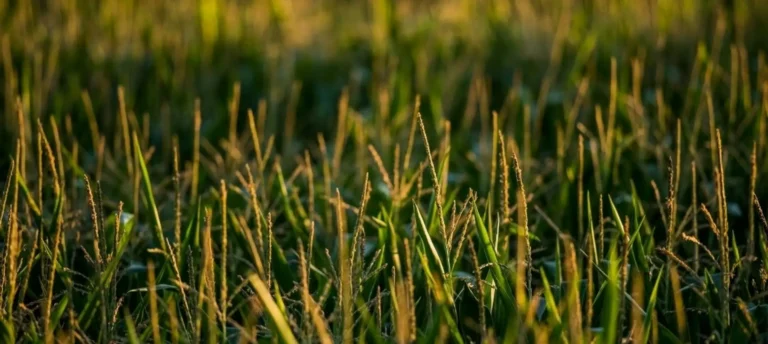 Close-up of green crop stalks in field