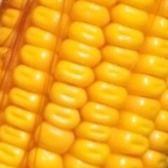 Close-up of yellow corn kernels on cob