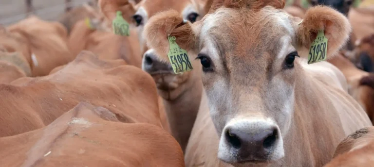 Closeup of adult cows in a herd