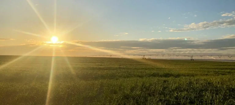 Open grassland landscape at sunset