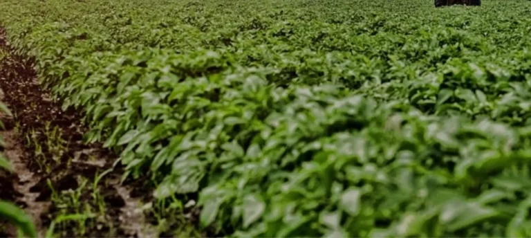 Closeup of green crops in a field