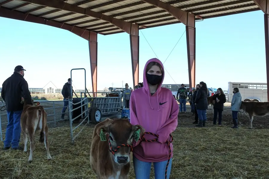 Person standing beside calf inside livestock barn