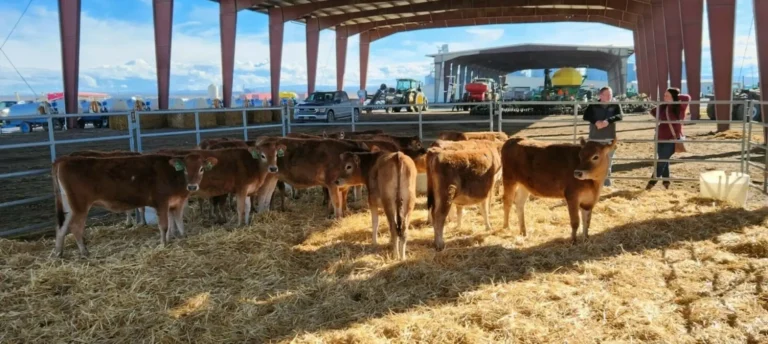 Young cattle standing in covered feeding area