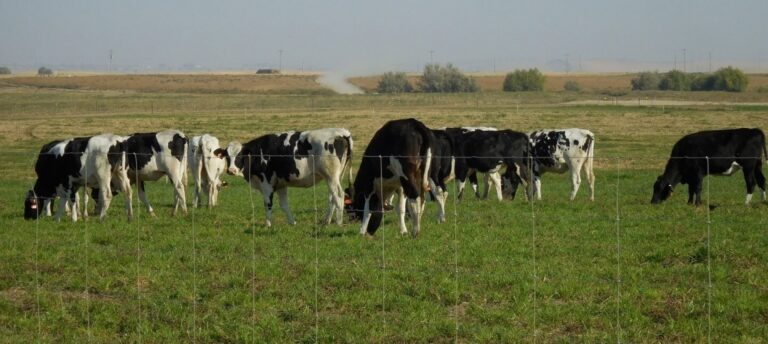 Black and white cows grazing in fenced pastureland