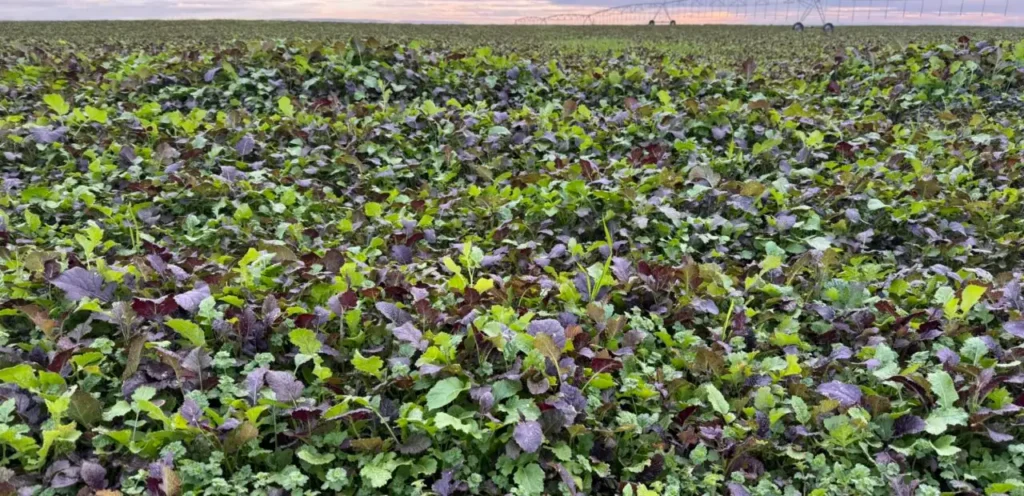Dense green leafy crops growing in field