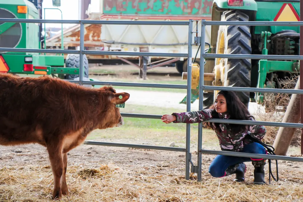 Child interacting with calf inside livestock barn