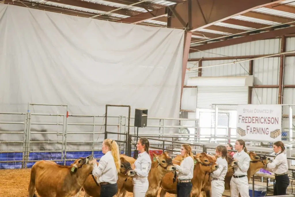 Cattle inside livestock barn under white canopy