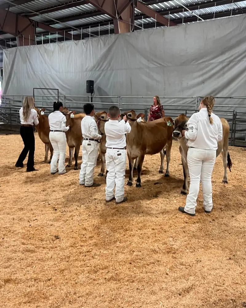Livestock judging event inside covered arena