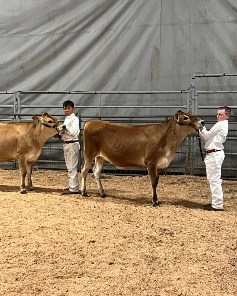Youth presenting cow at livestock competition