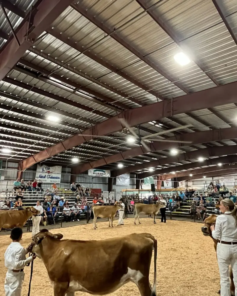 Cattle inside large indoor livestock arena being led by children
