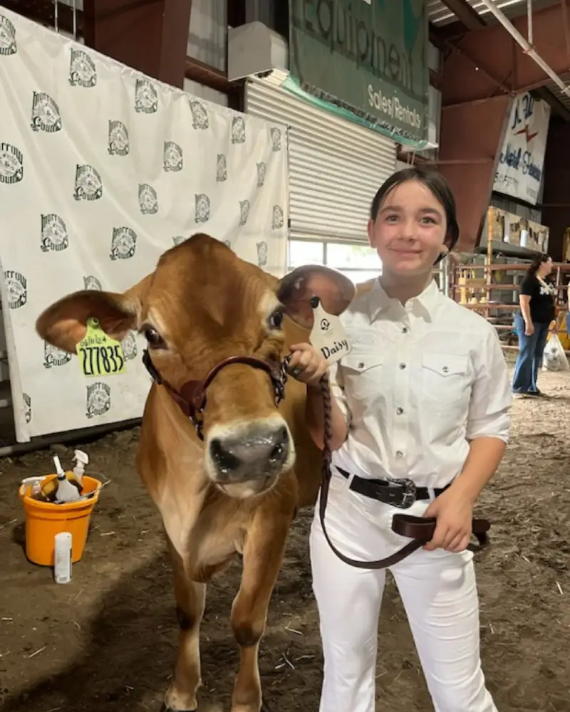 Youth holding cow at livestock show