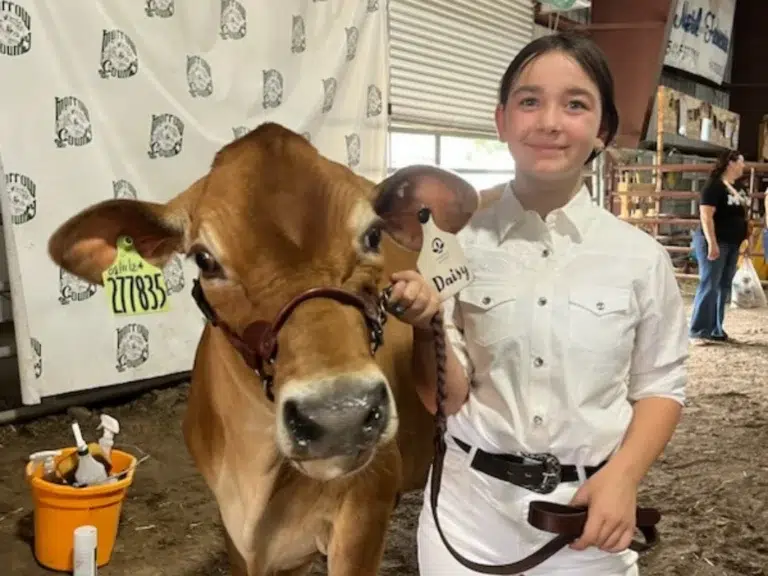 Youth posing with cow at livestock show