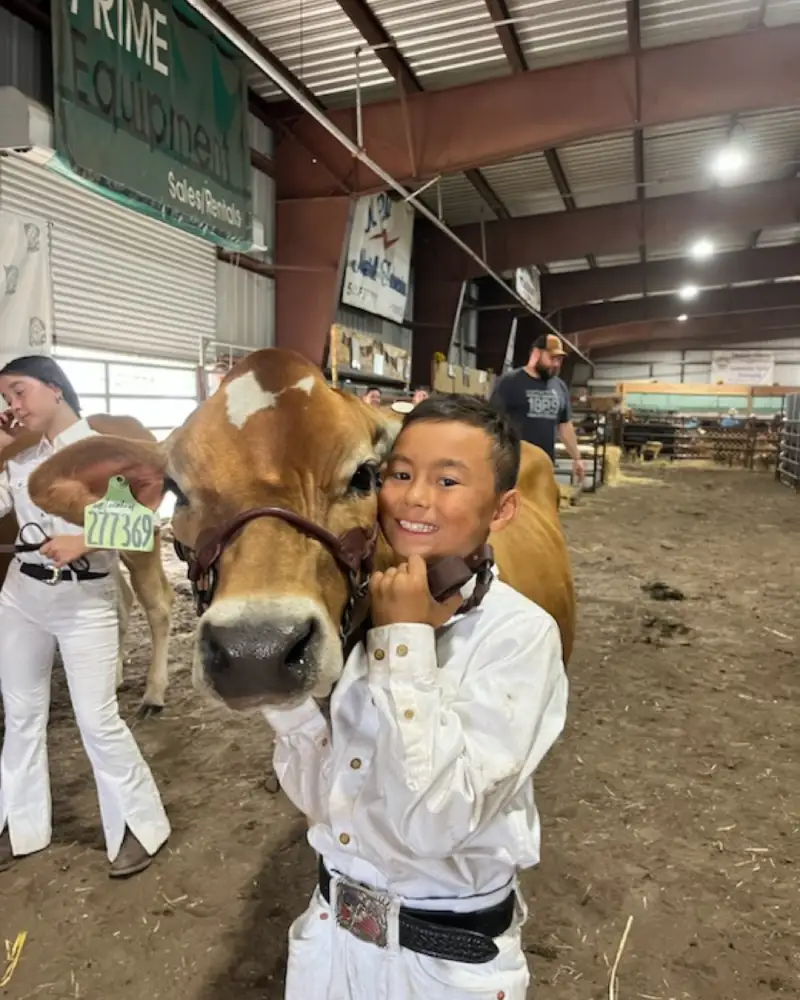 Child posing with cow inside livestock barn