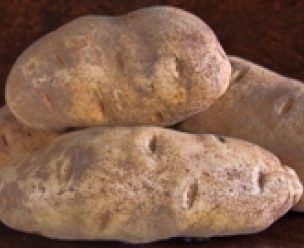 Close-up of whole russet potatoes