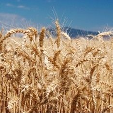 Close-up of golden wheat field under blue sky
