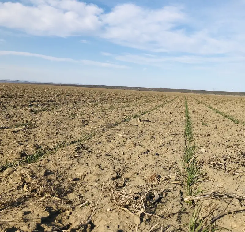 Young crops growing in dry agricultural field
