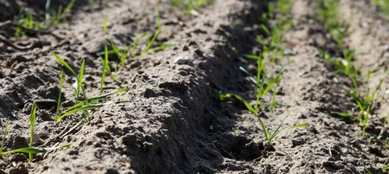 Close-up of soil and emerging crop seedlings
